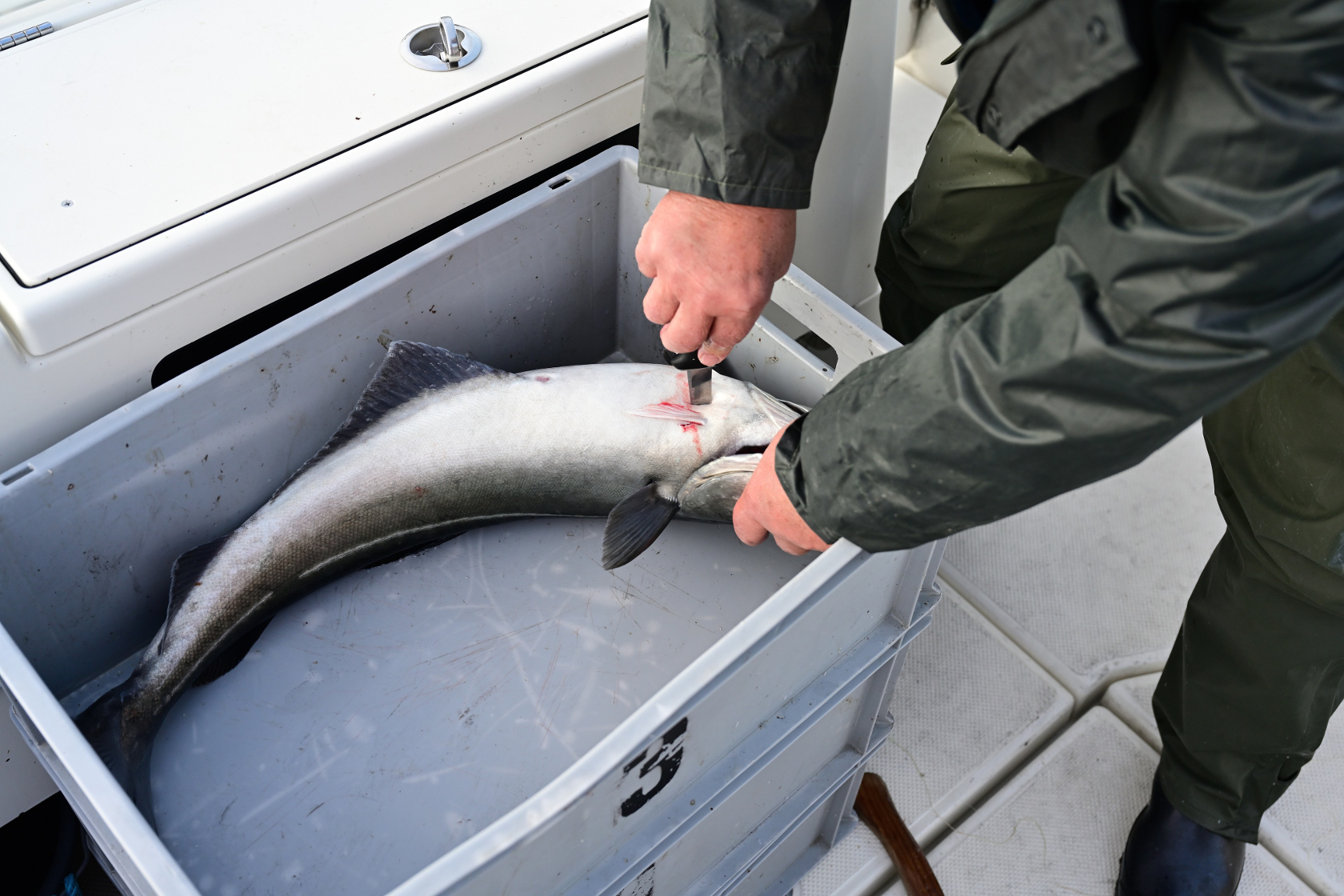 Hier erfolgt das fachgerechte Töten
