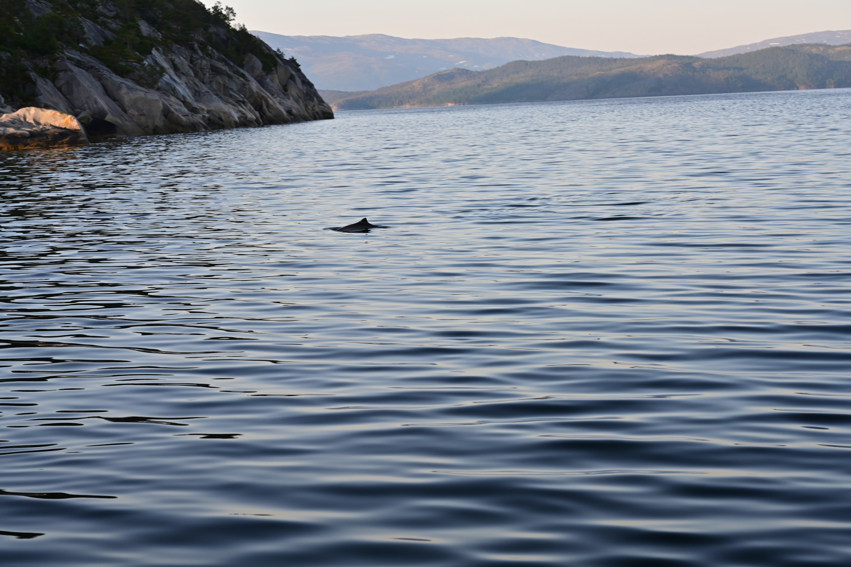 Neugierige Schweinswale umkreisten uns