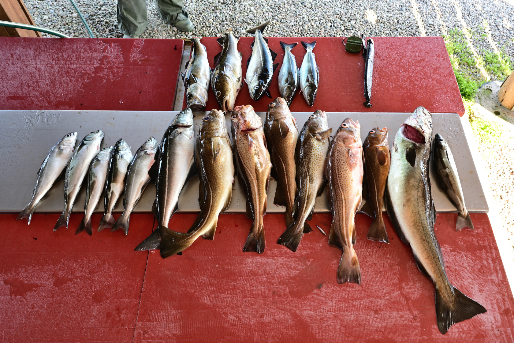 7 Dorsche, 3 Pollacke und 9 Seelachse ergaben 5,3 kg Fischfilets