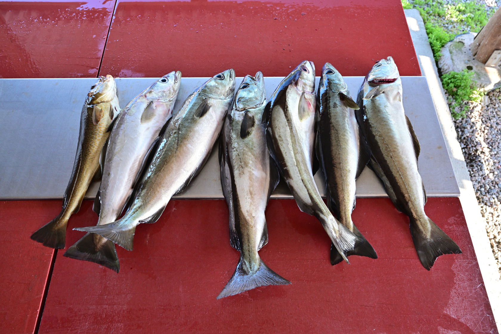 Der Fang von Dietmar und Karsten