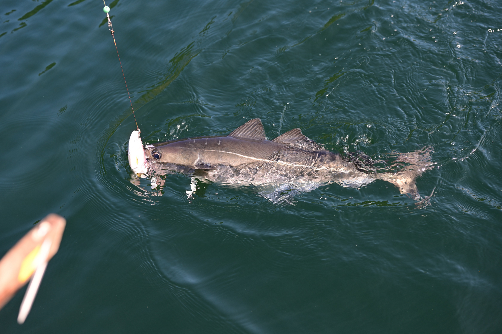 Ein Seelachs hängt am Gummifisch