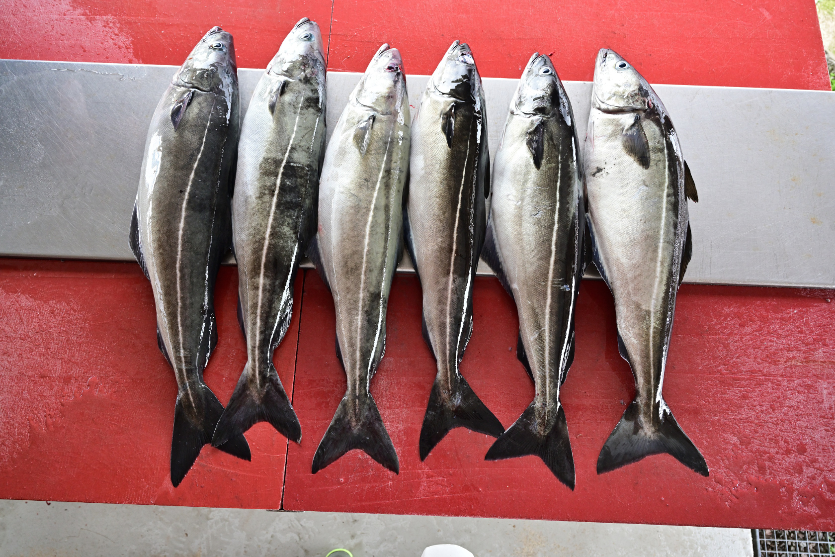 Alle hatten eine Länge von ca. 80 cm