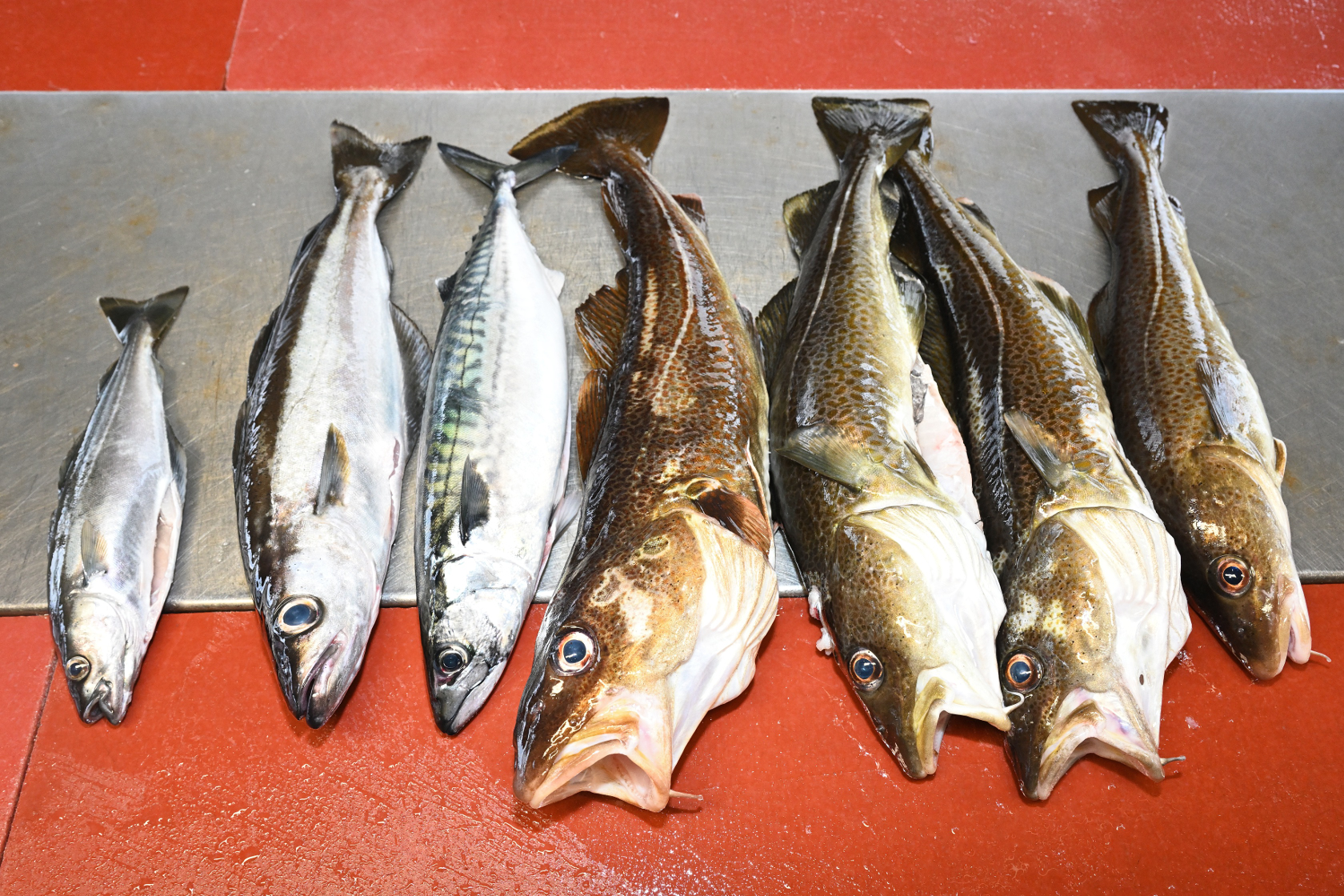 Zwei Seelachse, eine Makrele und vier Dorsch