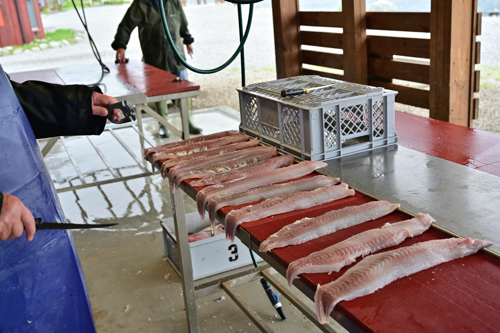 Fantastisch große Seelachsfilets
