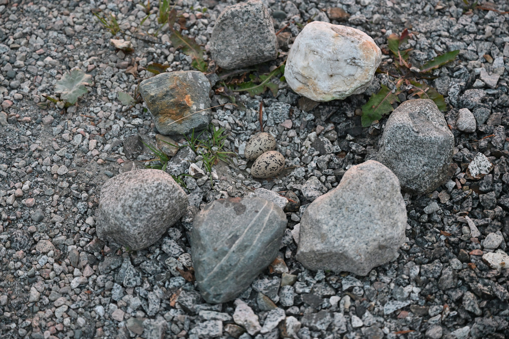 Die Eier sind perfekt getarnt