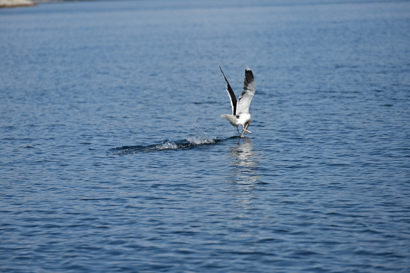 Der kleine Seelachs ist der Möwe zu schwer