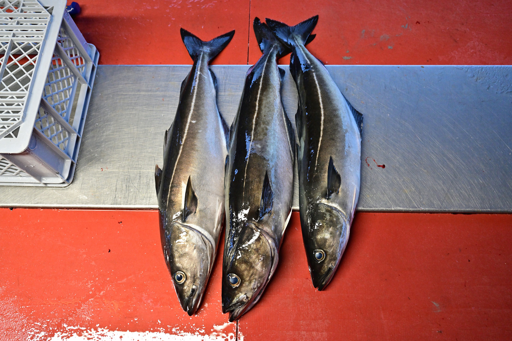 Noch mal drei Seelachse für Wollis Kiste