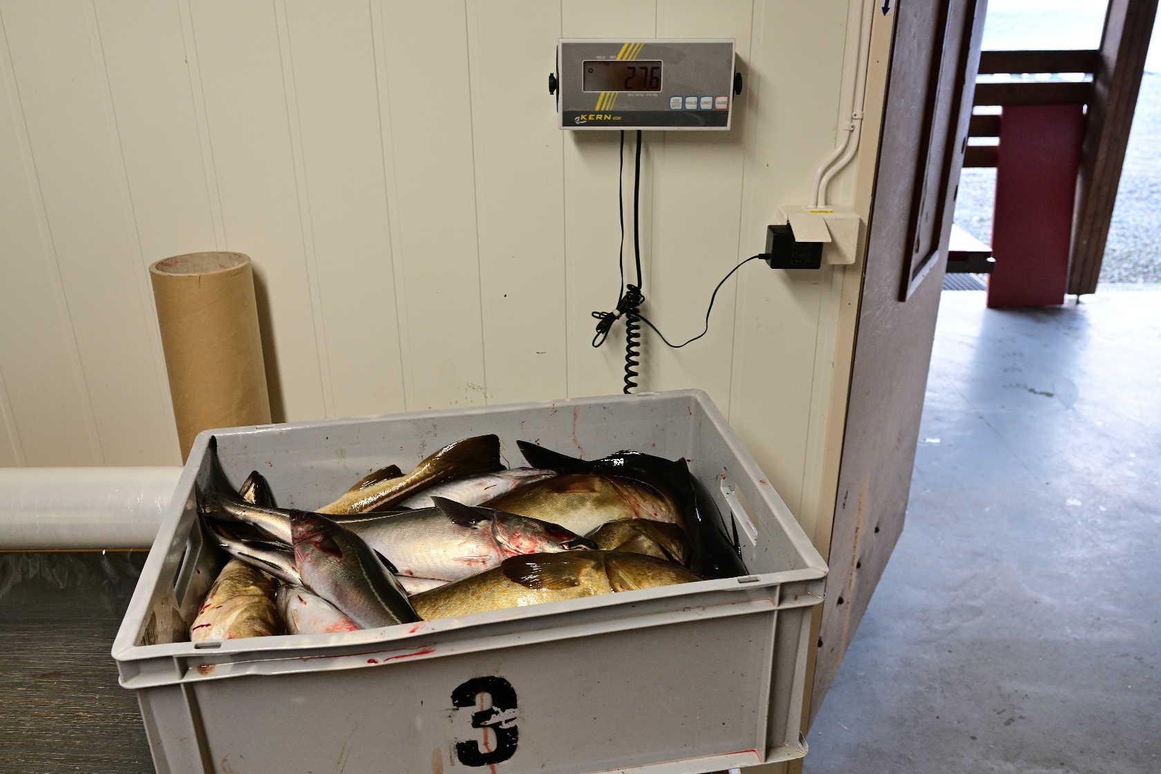 Fischkiste am zweiten Tag