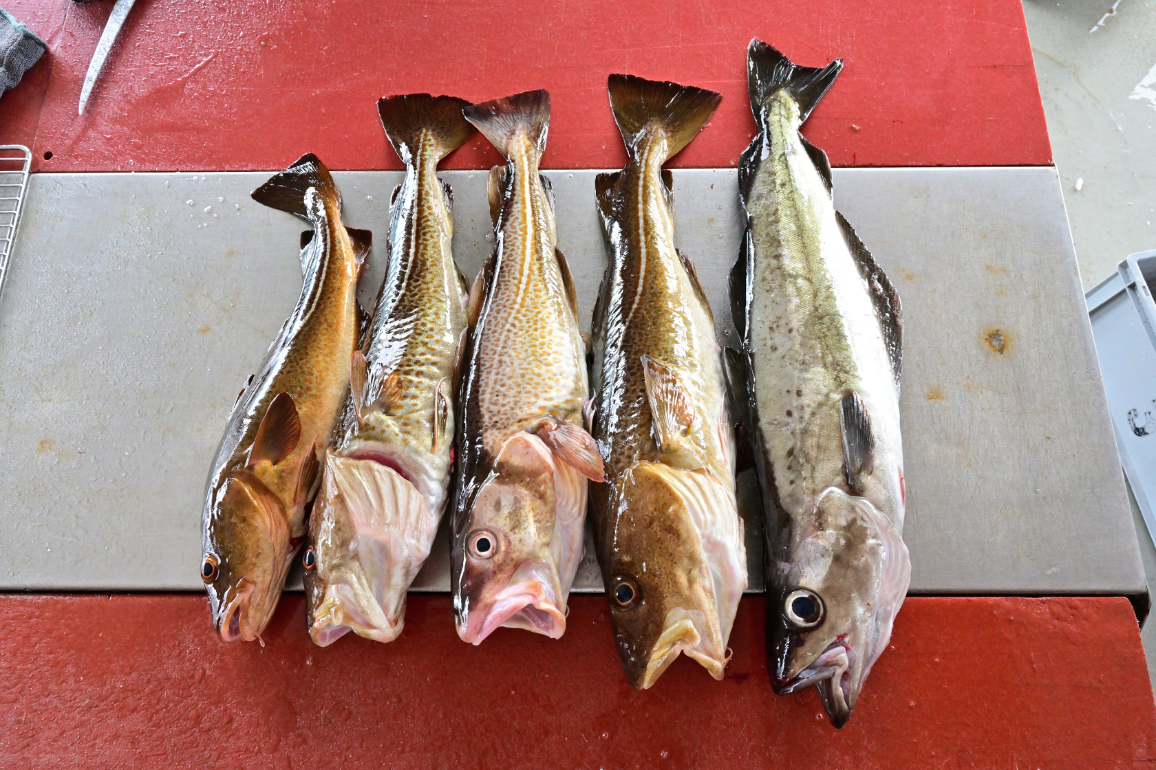 4 Dorsche und 1 Pollack waren die Fangerfolge von Wolli