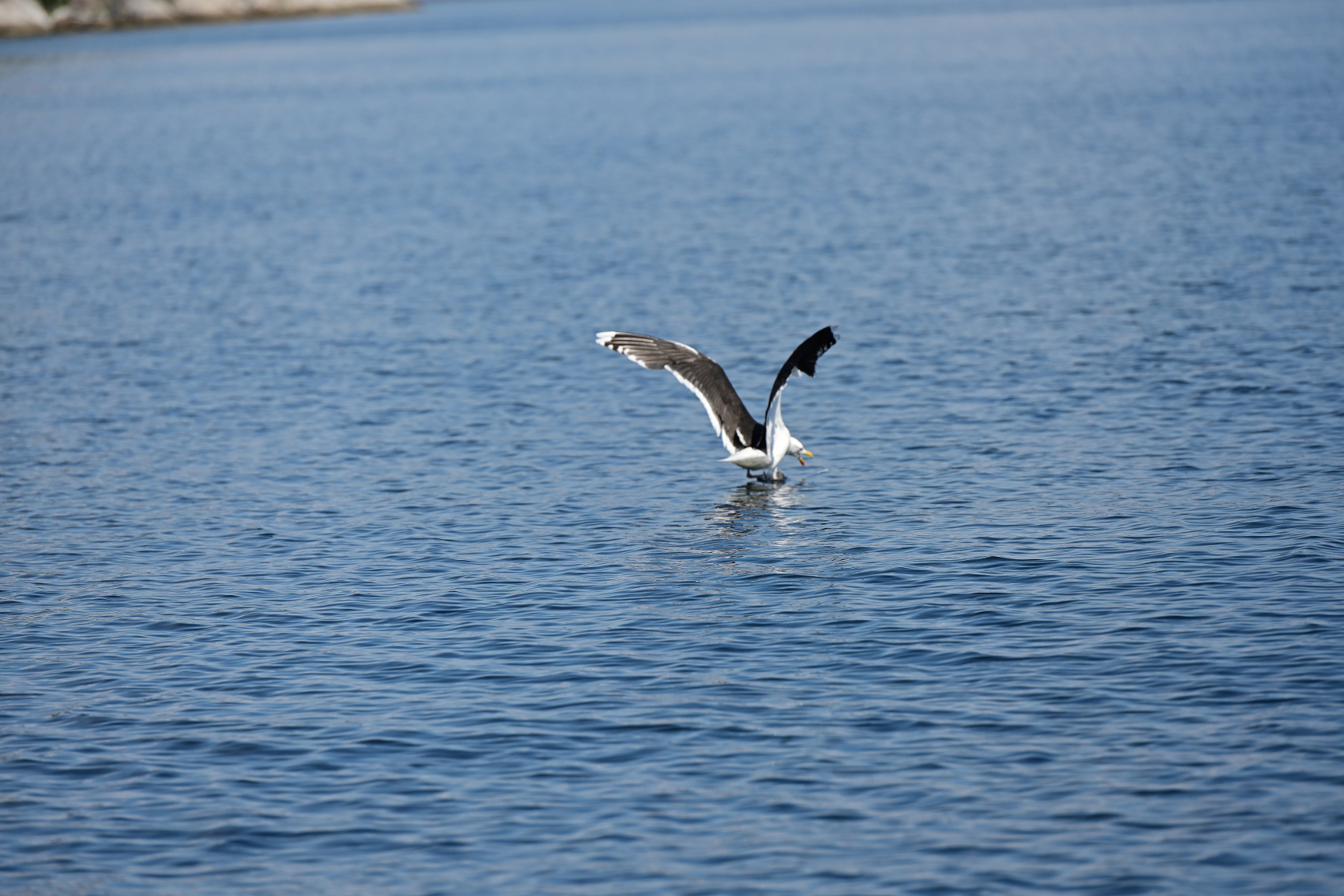 Möwe versucht den Fisch aus dem Wasser zu schnappen