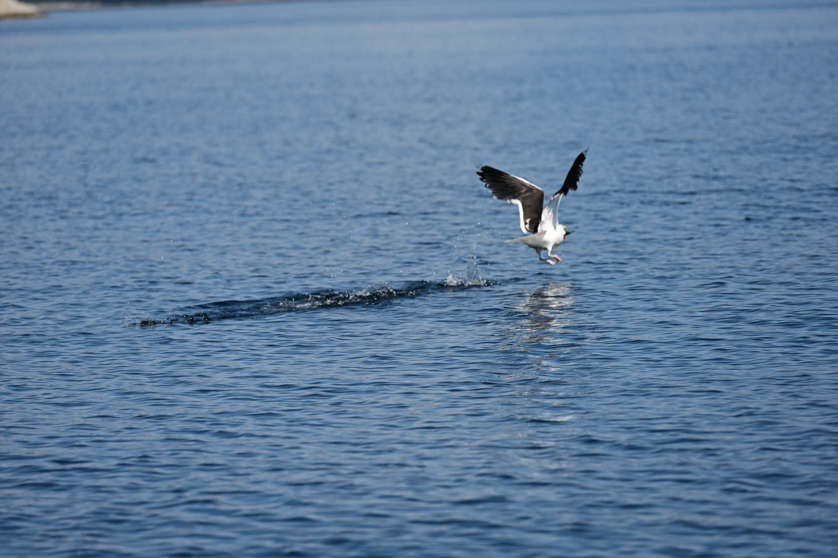 Sie lässt den Seelachs fallen