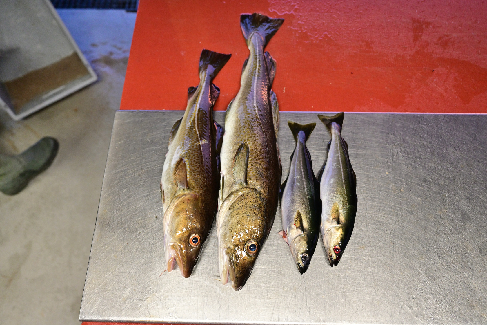 Wolli agierte allein und hatte einen Fisch mehr ;-)