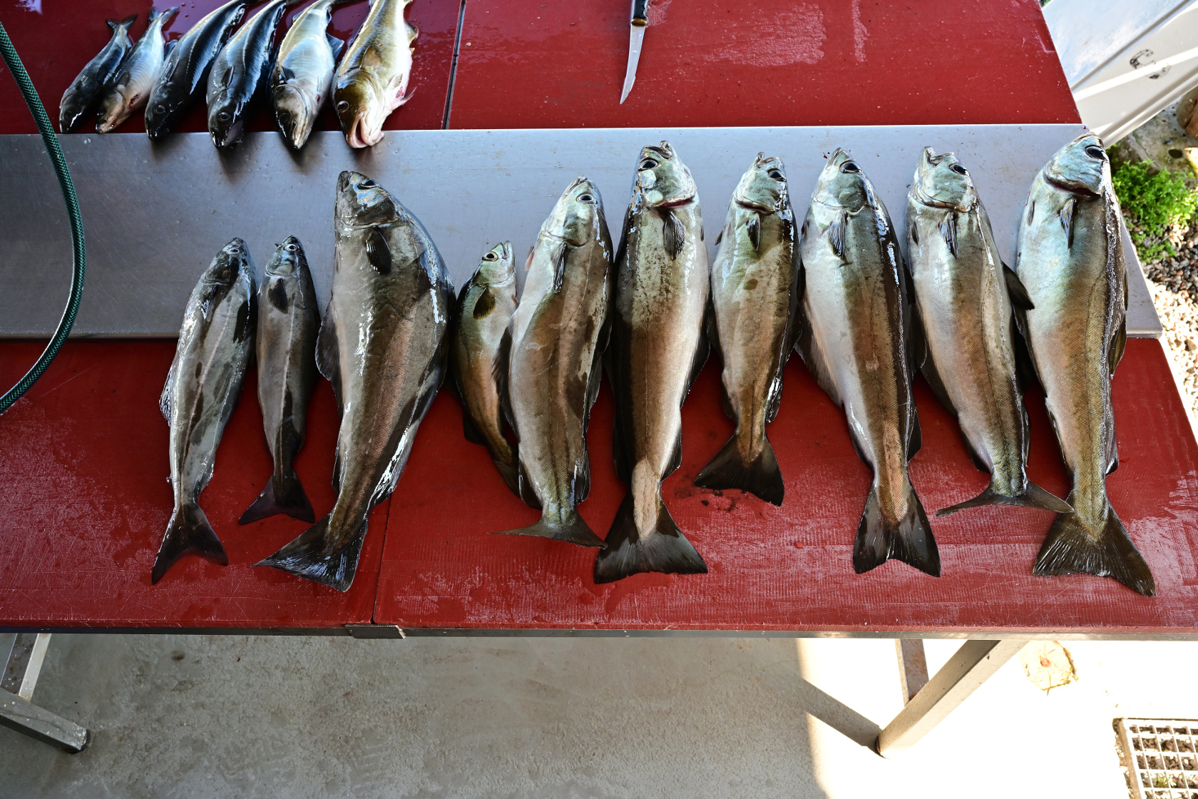 Der Fang von Dietmar und mir