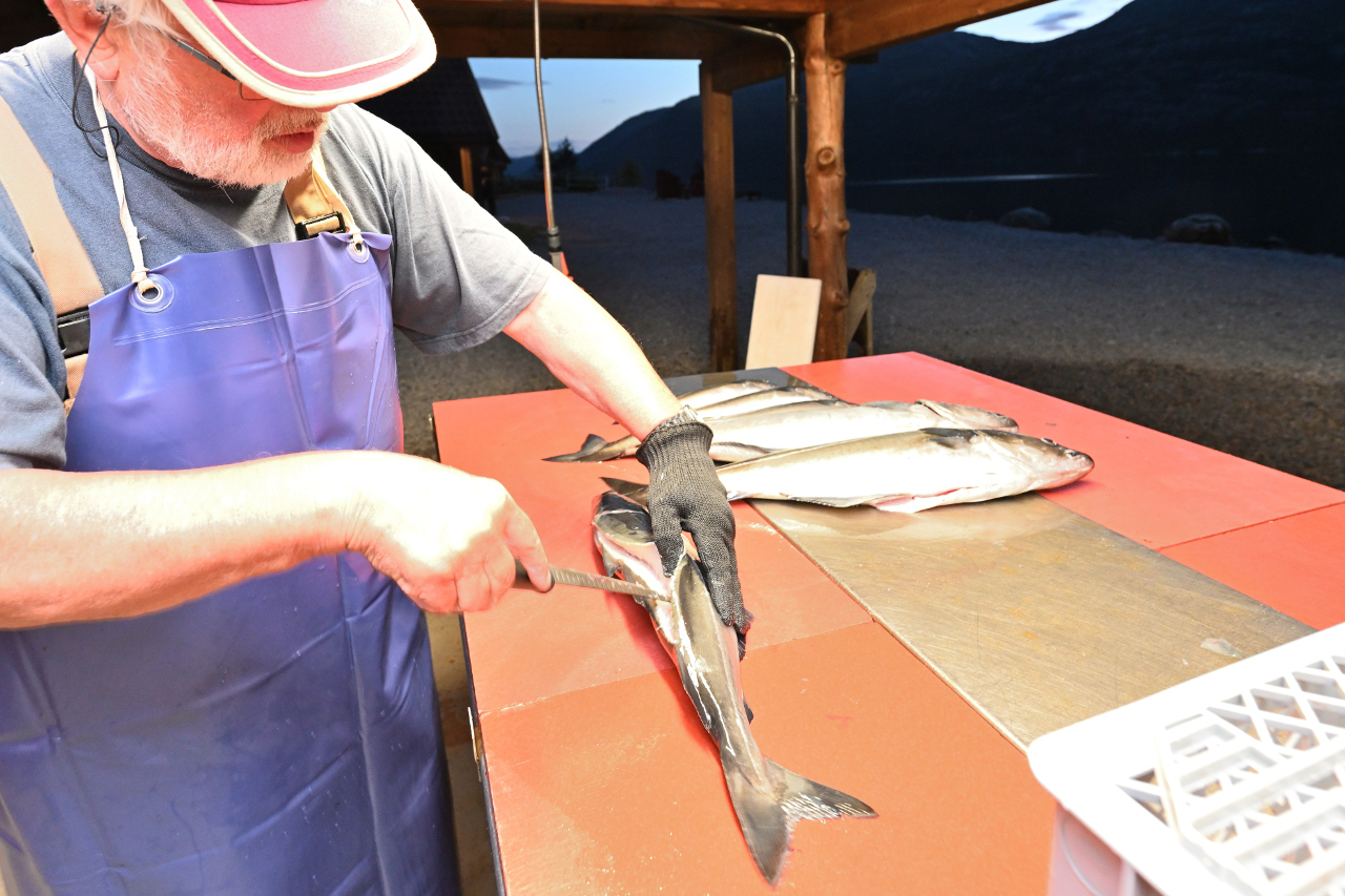 Dietmar beim Filetieren