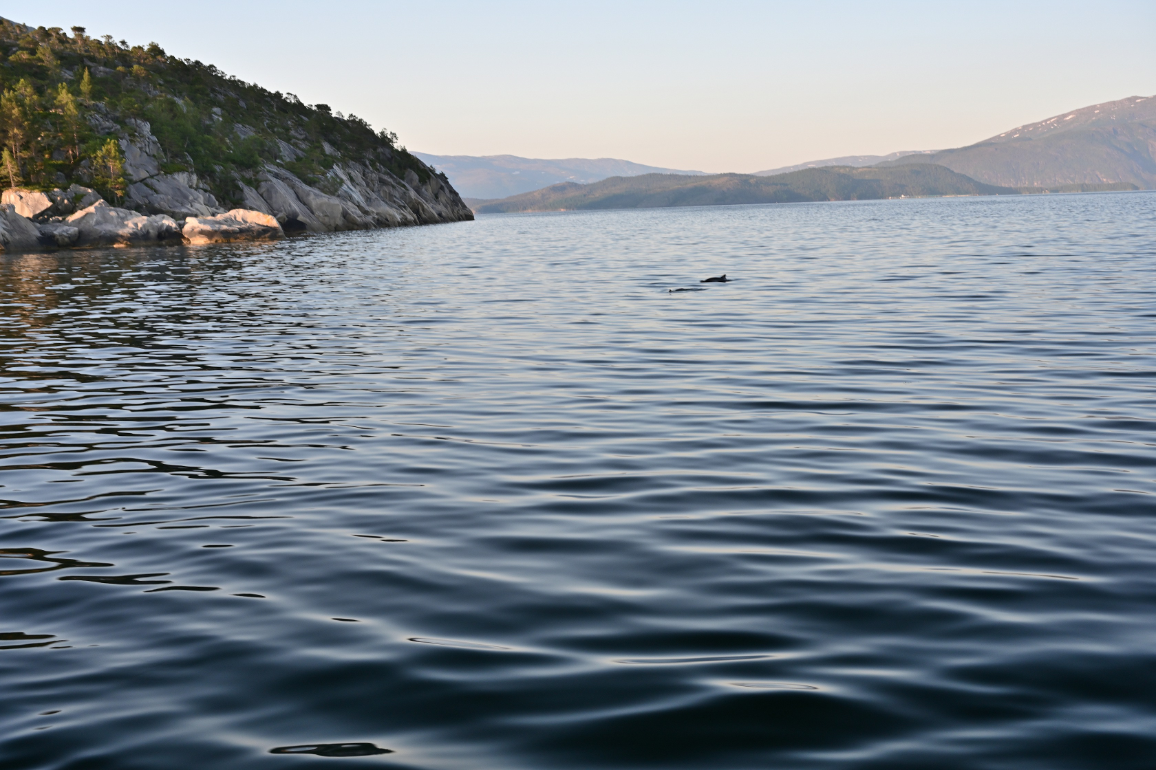 Neugierige Schweinswale