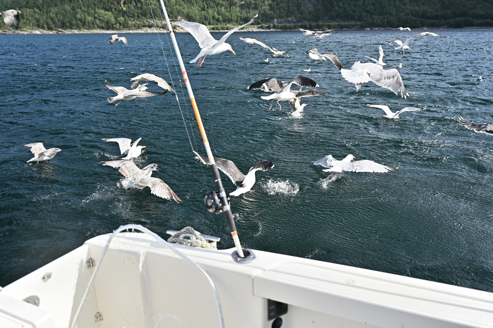 die sich gierig darauf stürzen.