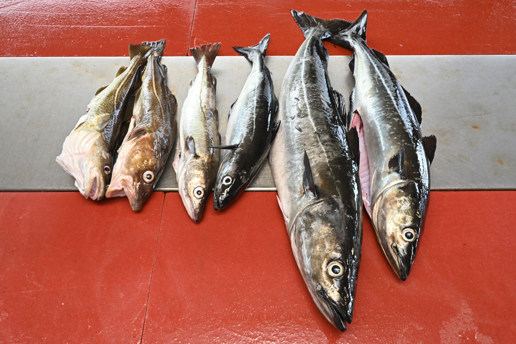 Drei Seelachse, ein Pollack und zwei Dorsche