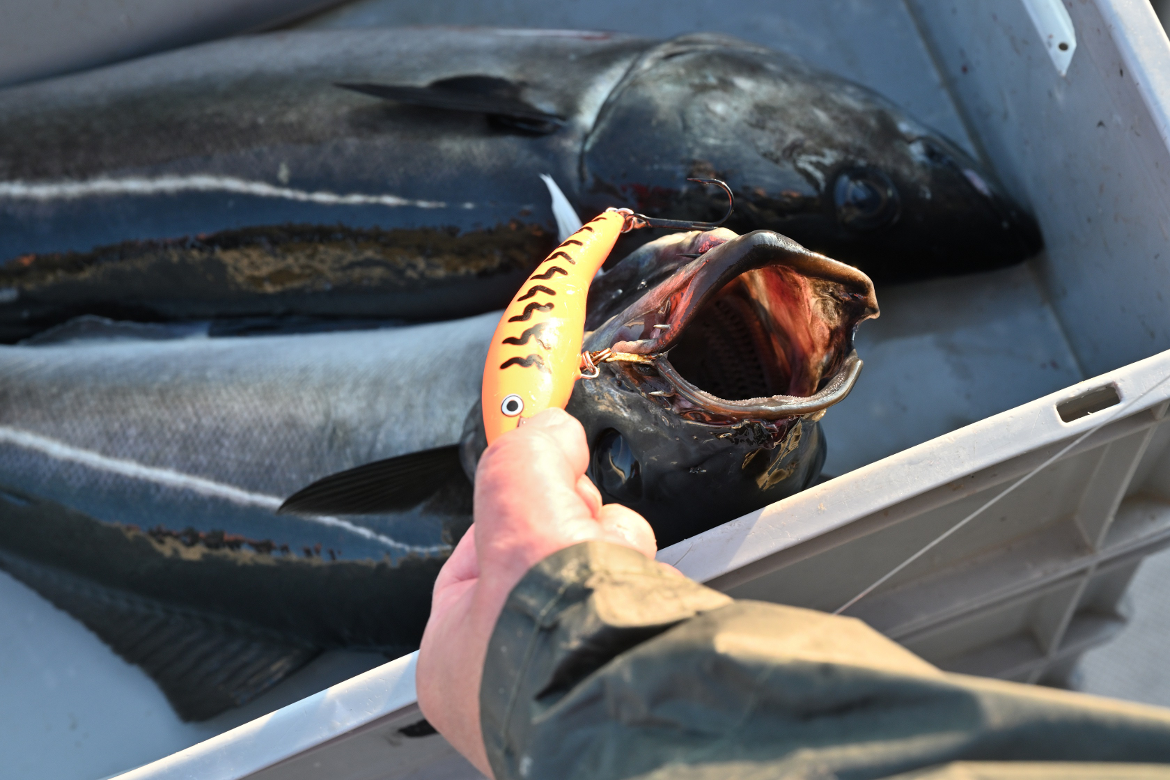 Ein großer Seelachs hing am Wobbler