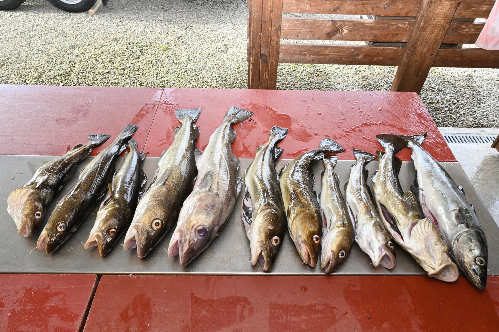 Zehn Dorsche und einen Seelachs