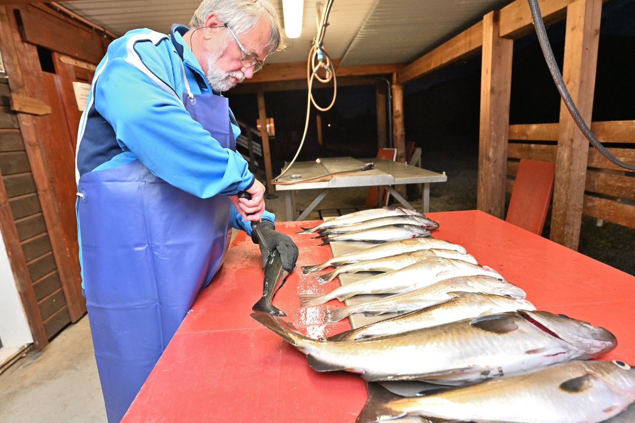 Dietmar beim Filetieren