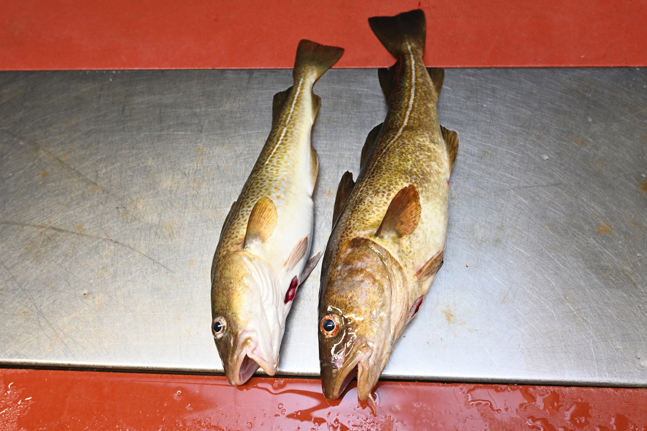 Am Nachmittag fing ich noch zwei Dorsche