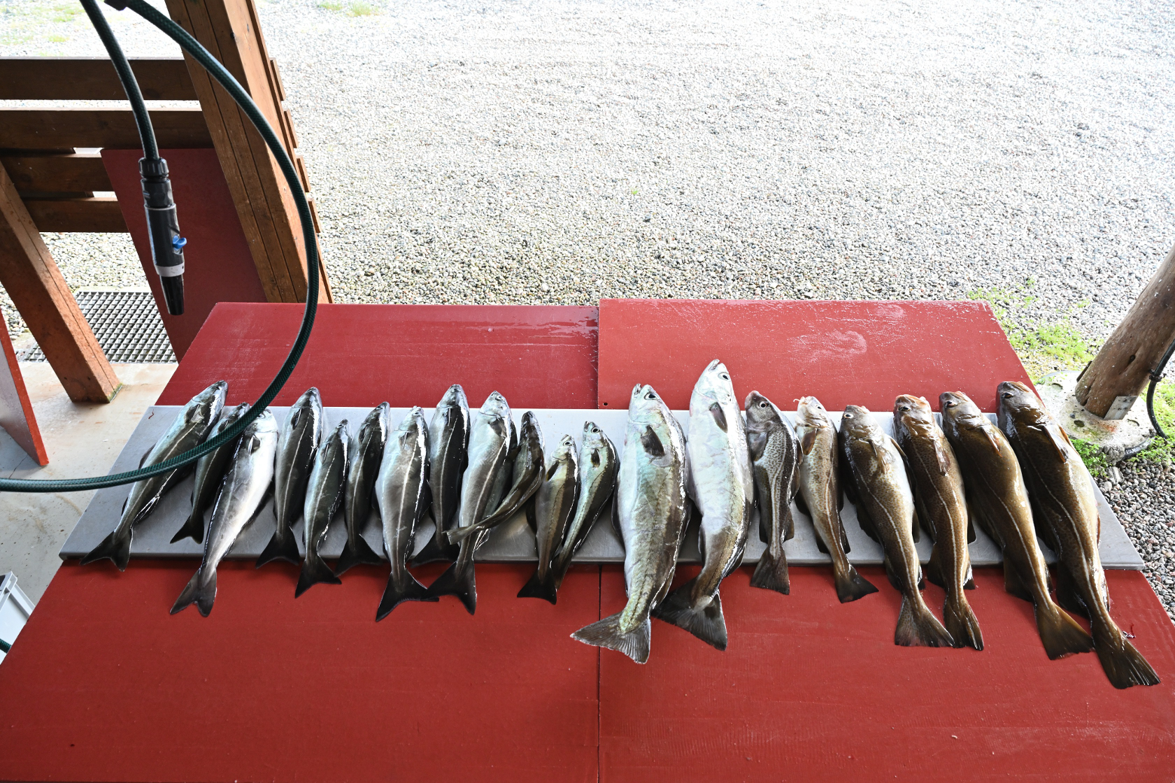 Fang von Diemar und Karsten