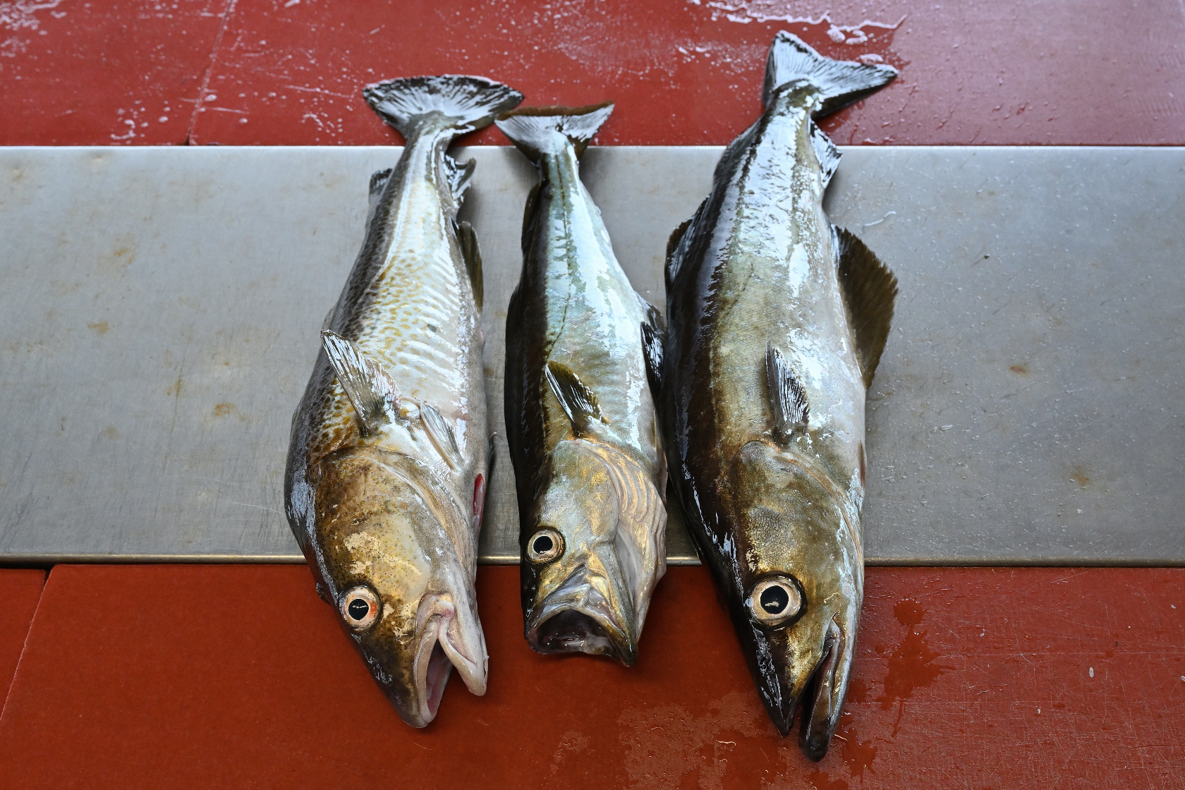 1 Dorsch und 2 Pollack