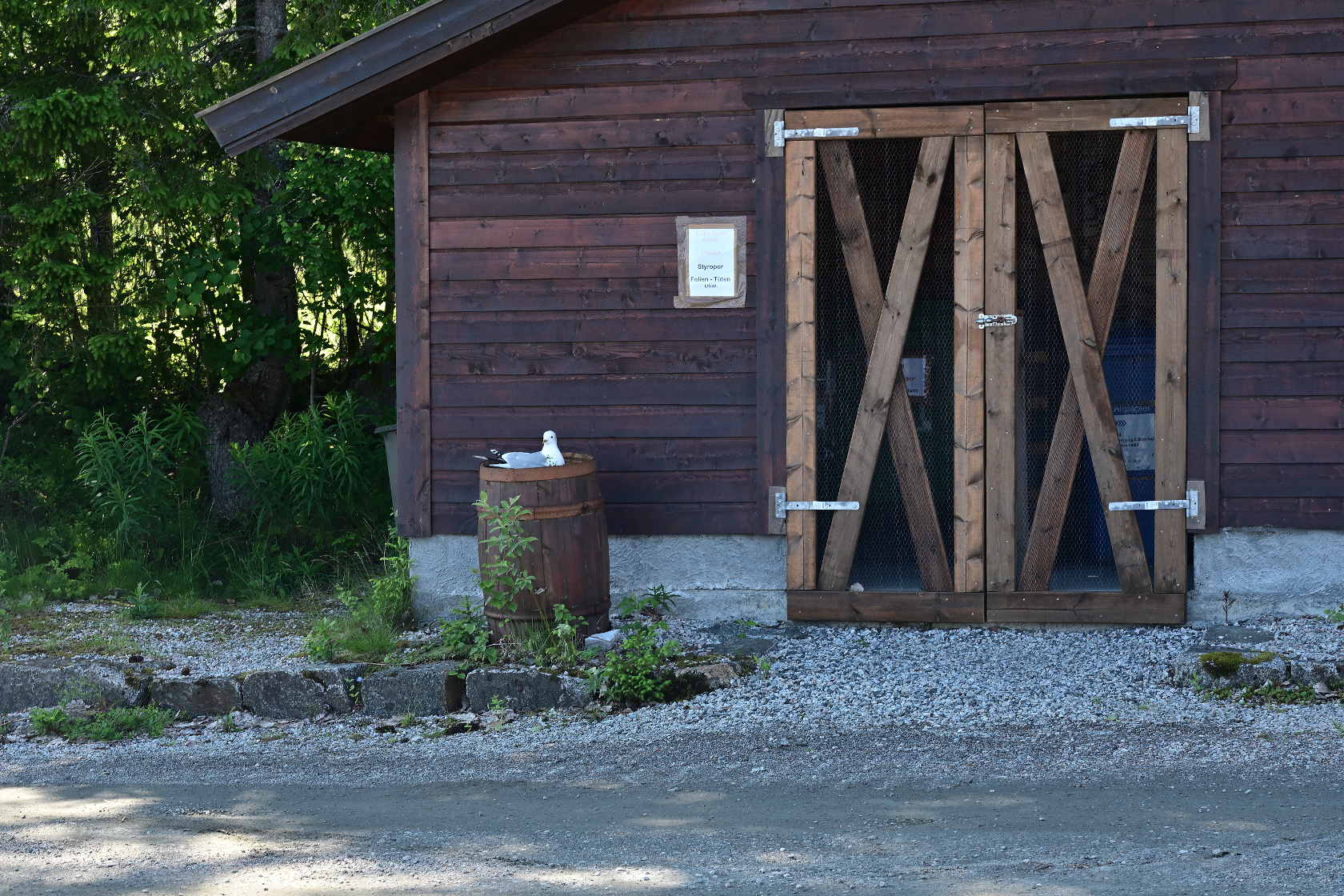 Eine Möve brütet auf dem Fass