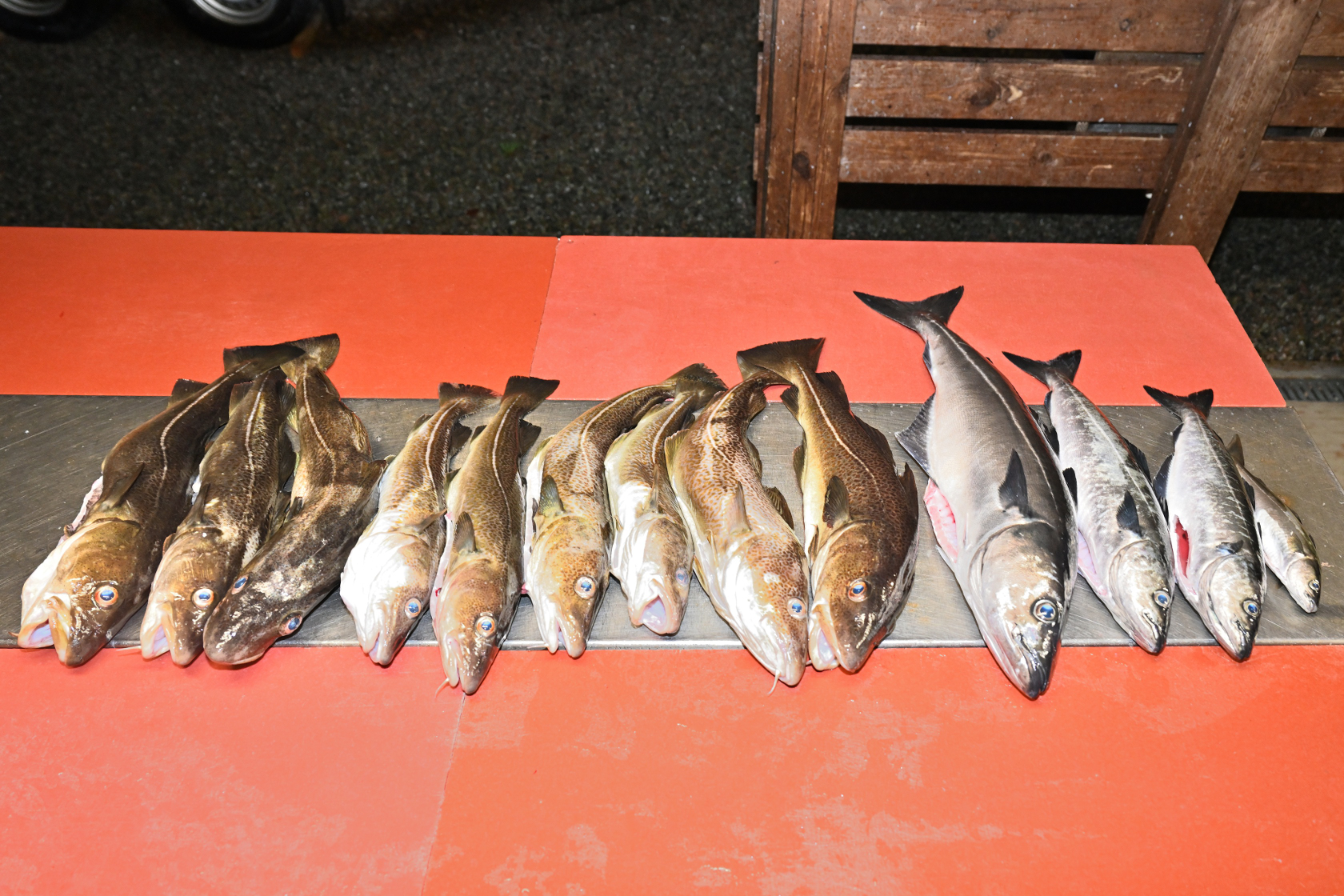 Vier Seelachse, neun Dorsche erbrachten 6 Kilogramm Fischfilets