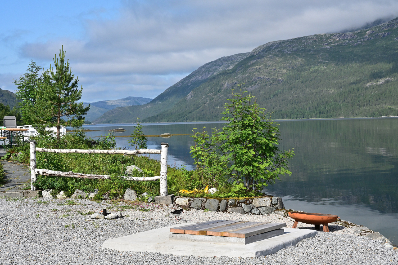 Austernfischer im Nest