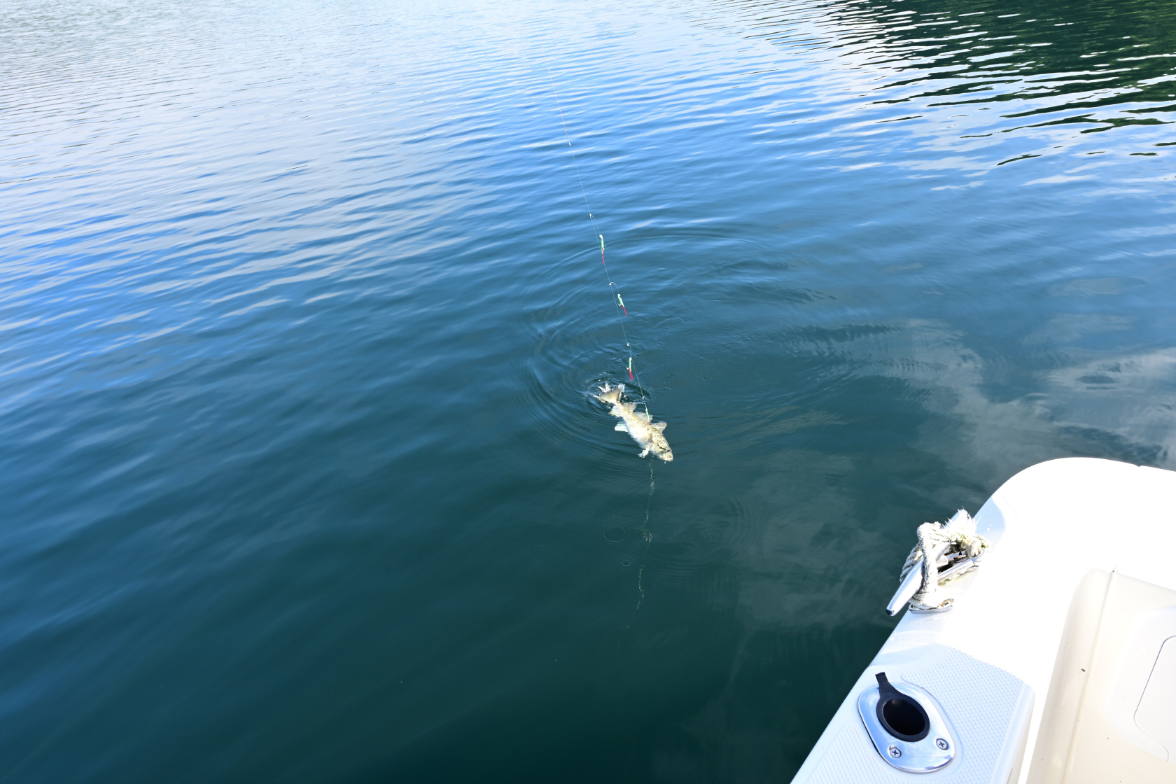 Ein Dorsch hängt am Haken