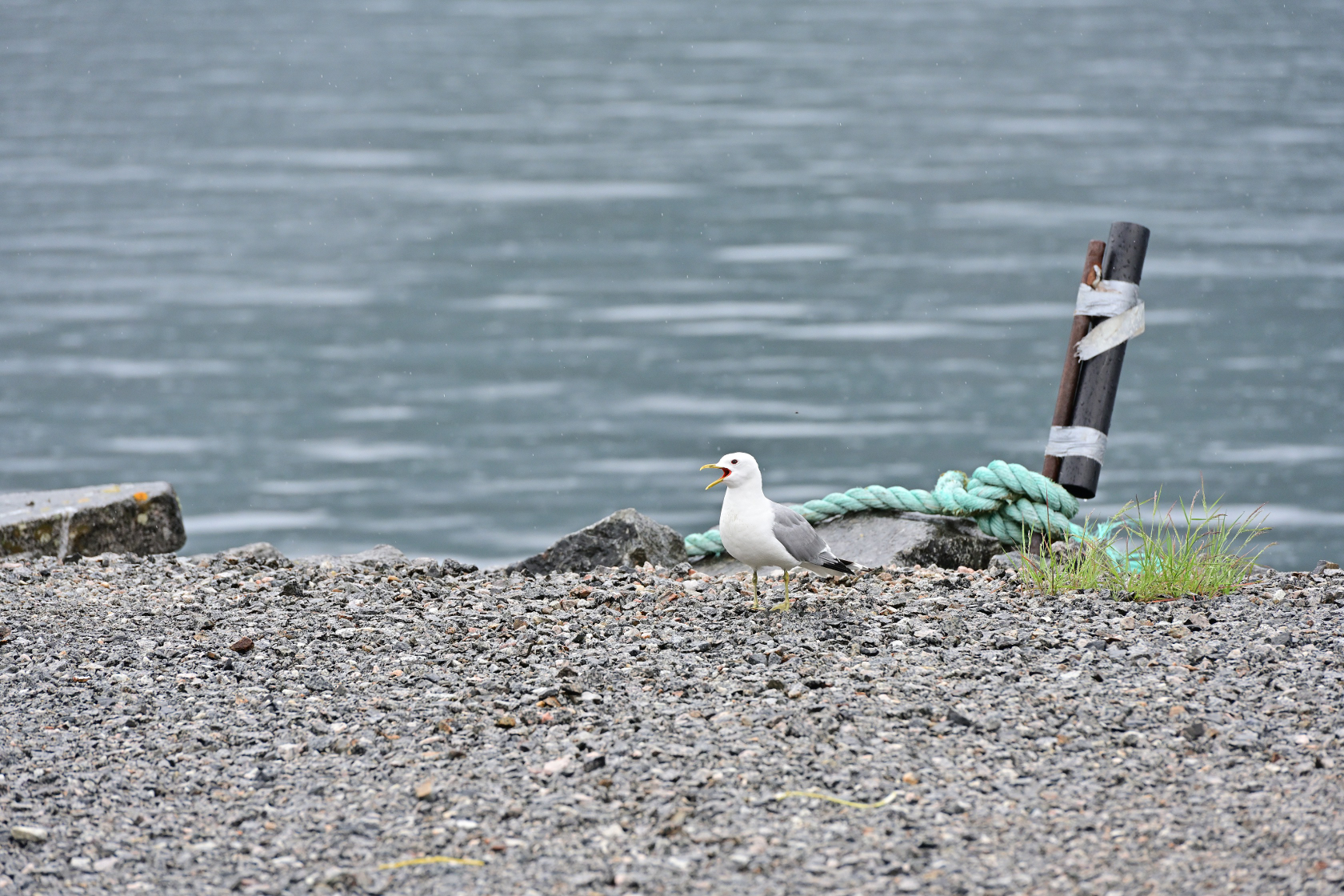 Die Möwe schimpft mit jeder weiteren Annäherung lauter