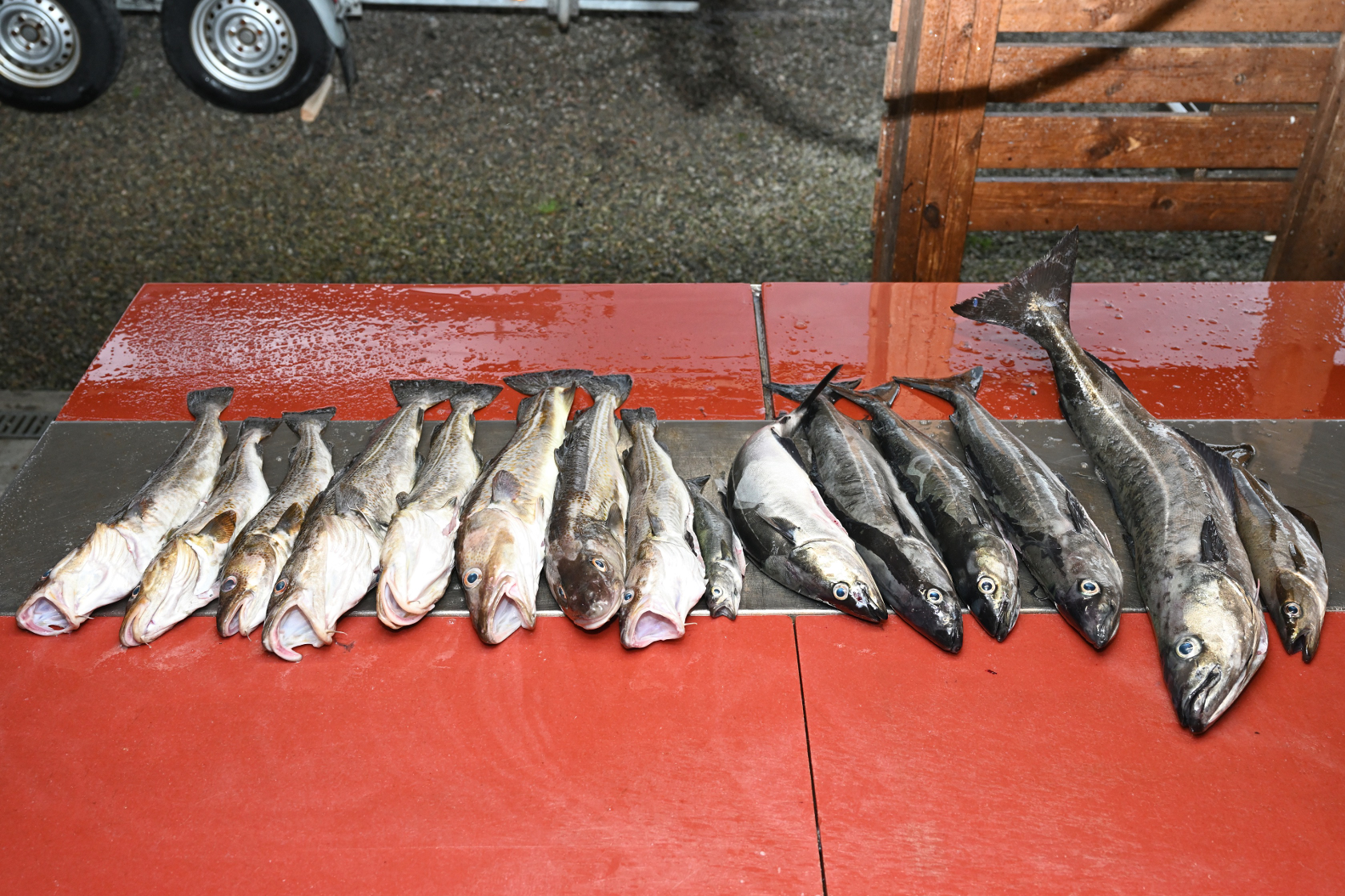 Fischfang am 8. August