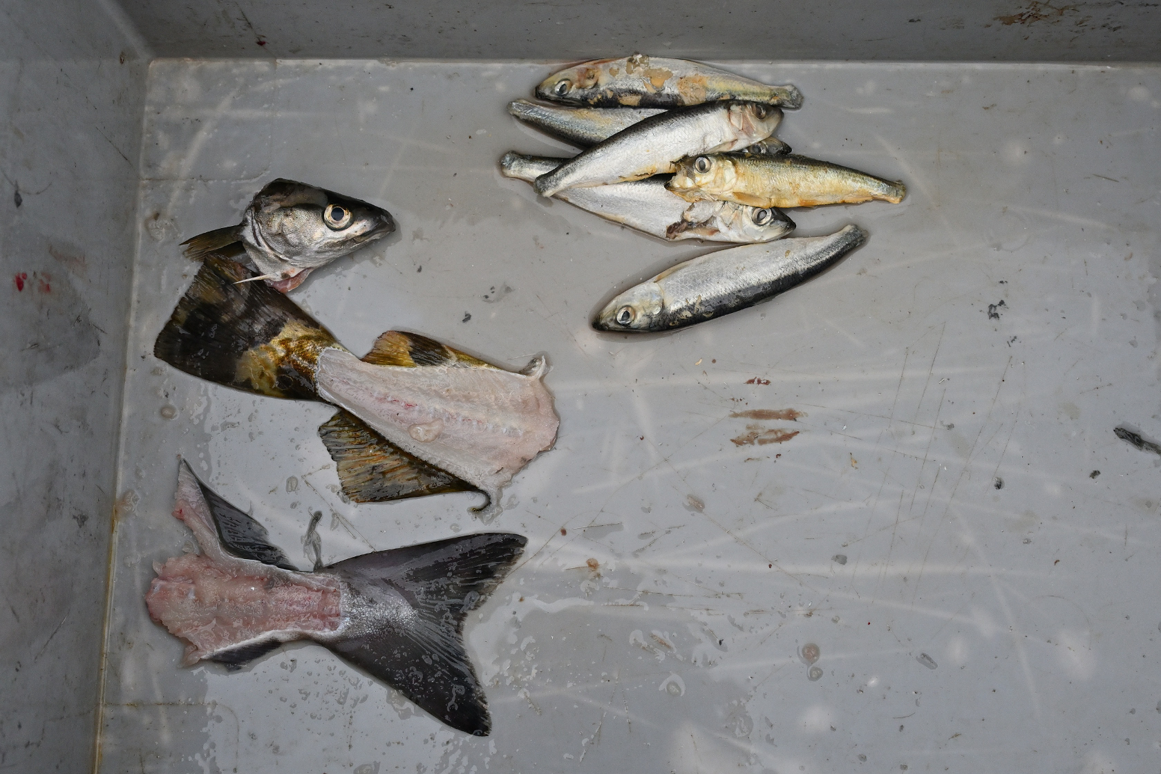 Köder für den Leng