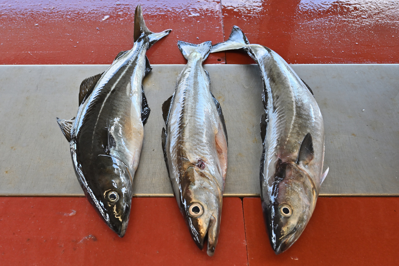 Am Vormittag: zwei Seelachse und ein Pollack
