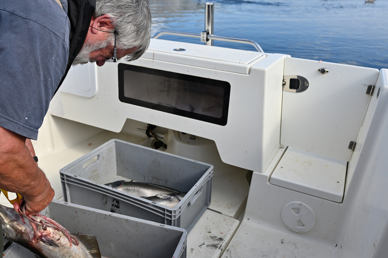Dietmar nimmt den Fisch an Bord aus