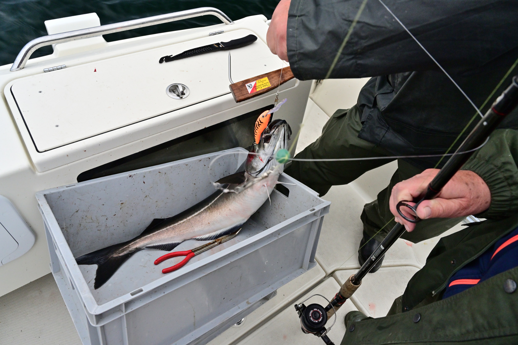Ein 80cm langer Seelachs, das ergibt prächtige Filets