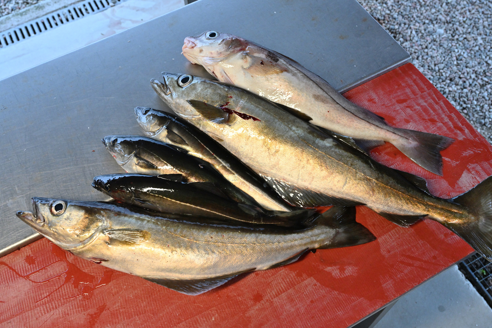 Der Fang von Dietmar und mir