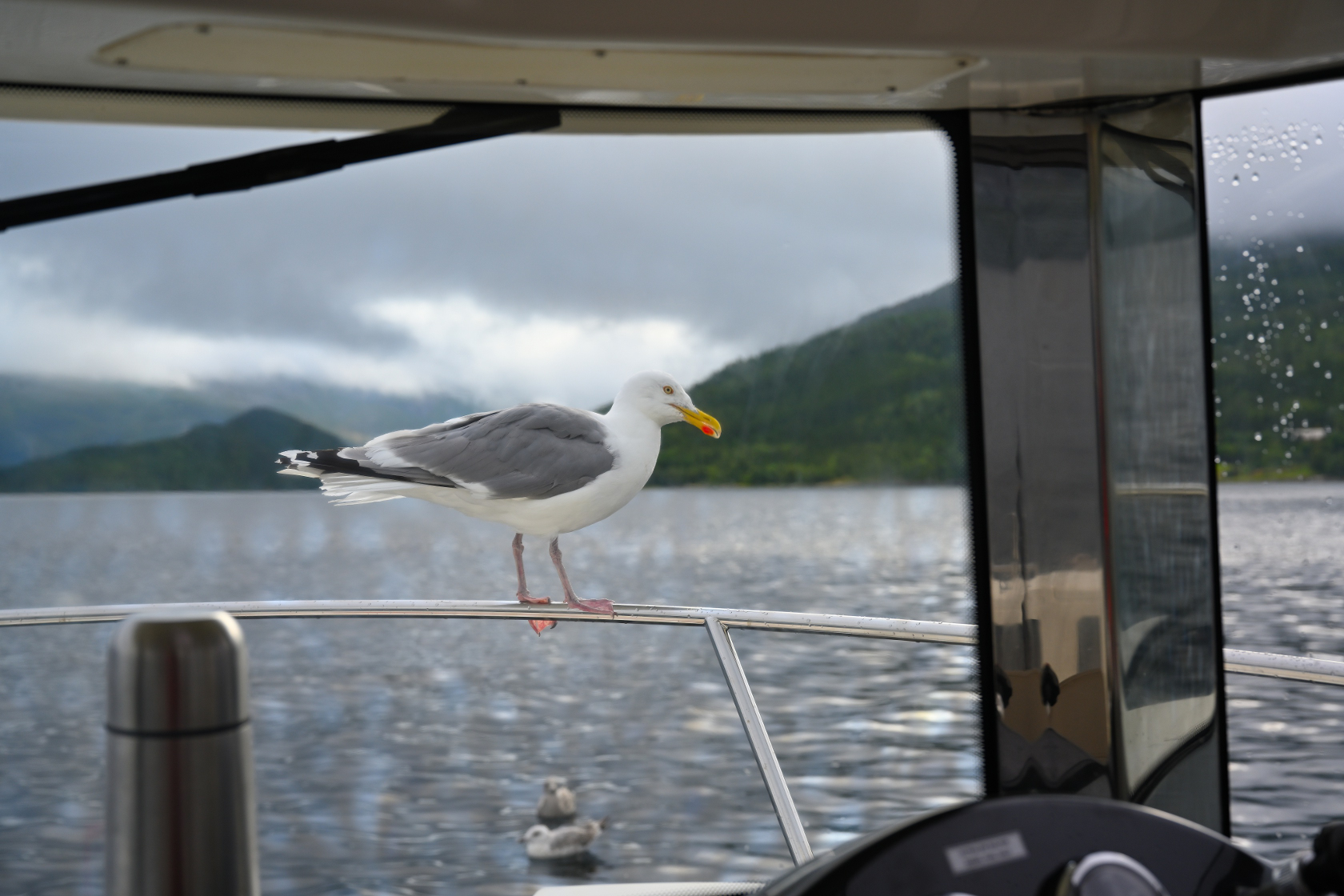 Die Möwen, unsere besten Freunde