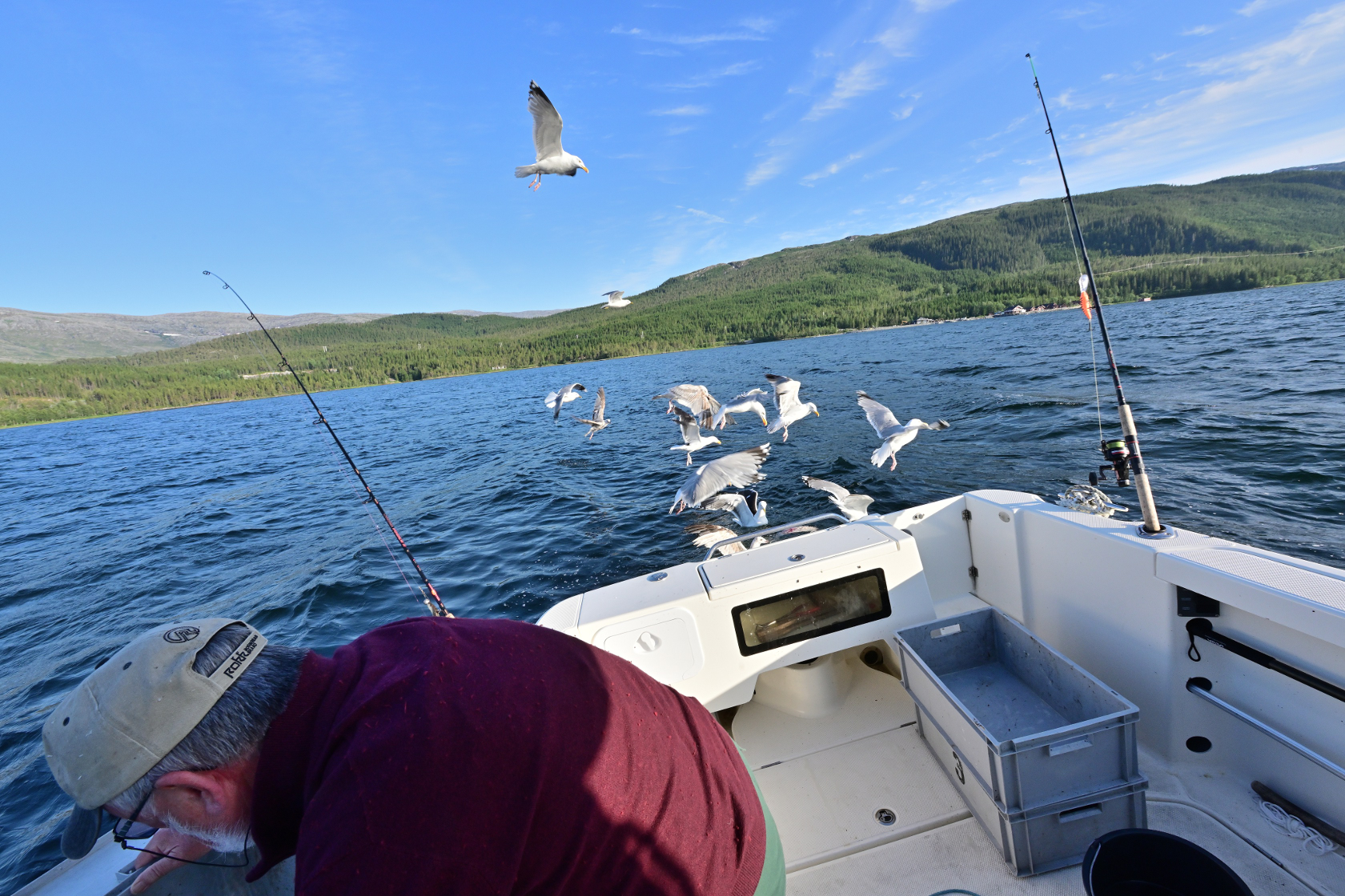 Fischabfall für die Möwen