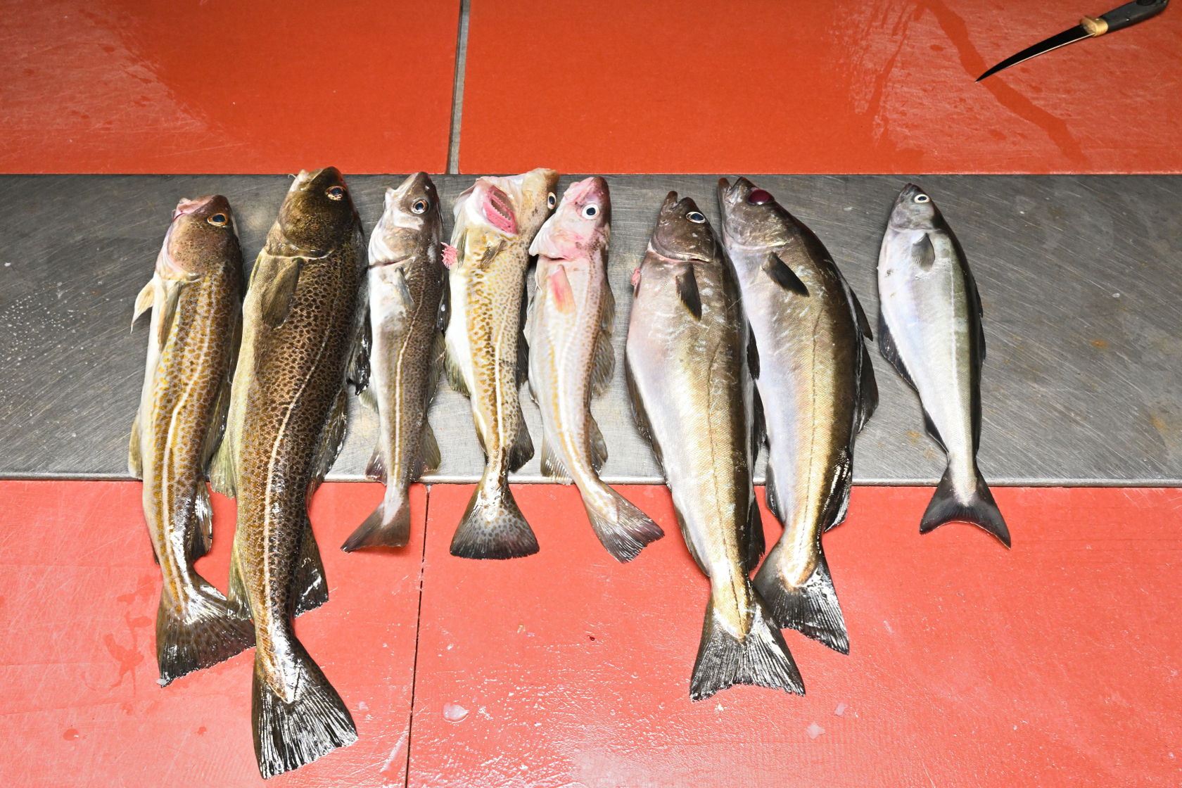 Nachmittags-Fang: ein Seelachs, zwei Pollacks und fünf Dorsche