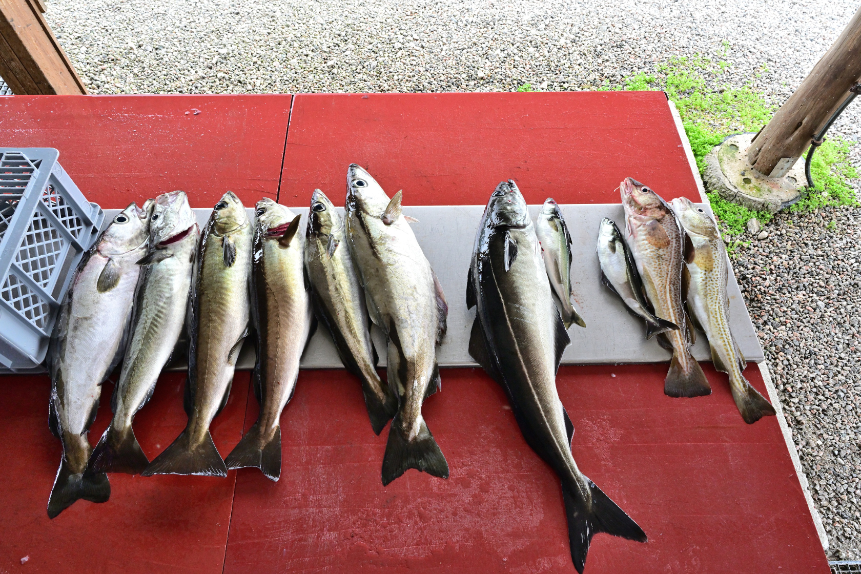 6 Pollacks, 4 Seelachse (einer fehlt schon auf dem Bild), 2 Dorsche waren der Fang von Dietmar und Karsten