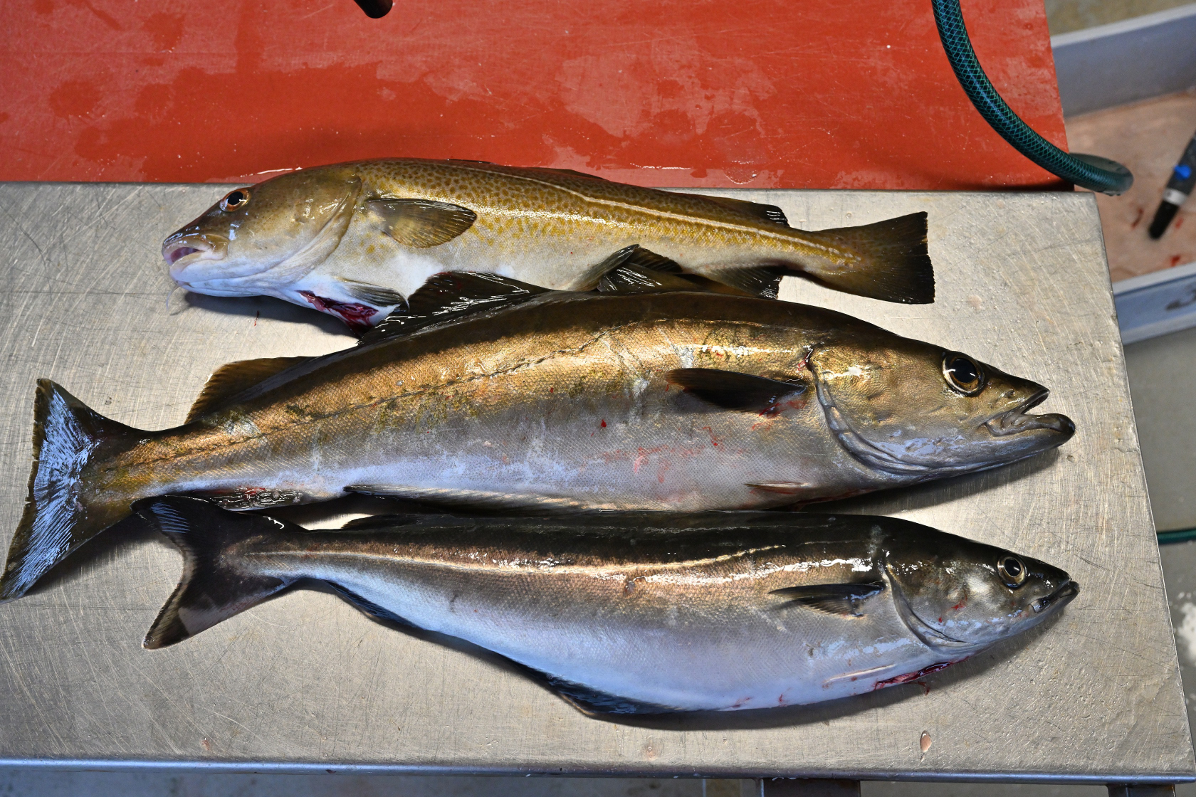 Auch Wolli hatte einen Dorsch, einen Pollack und einen Seelachs