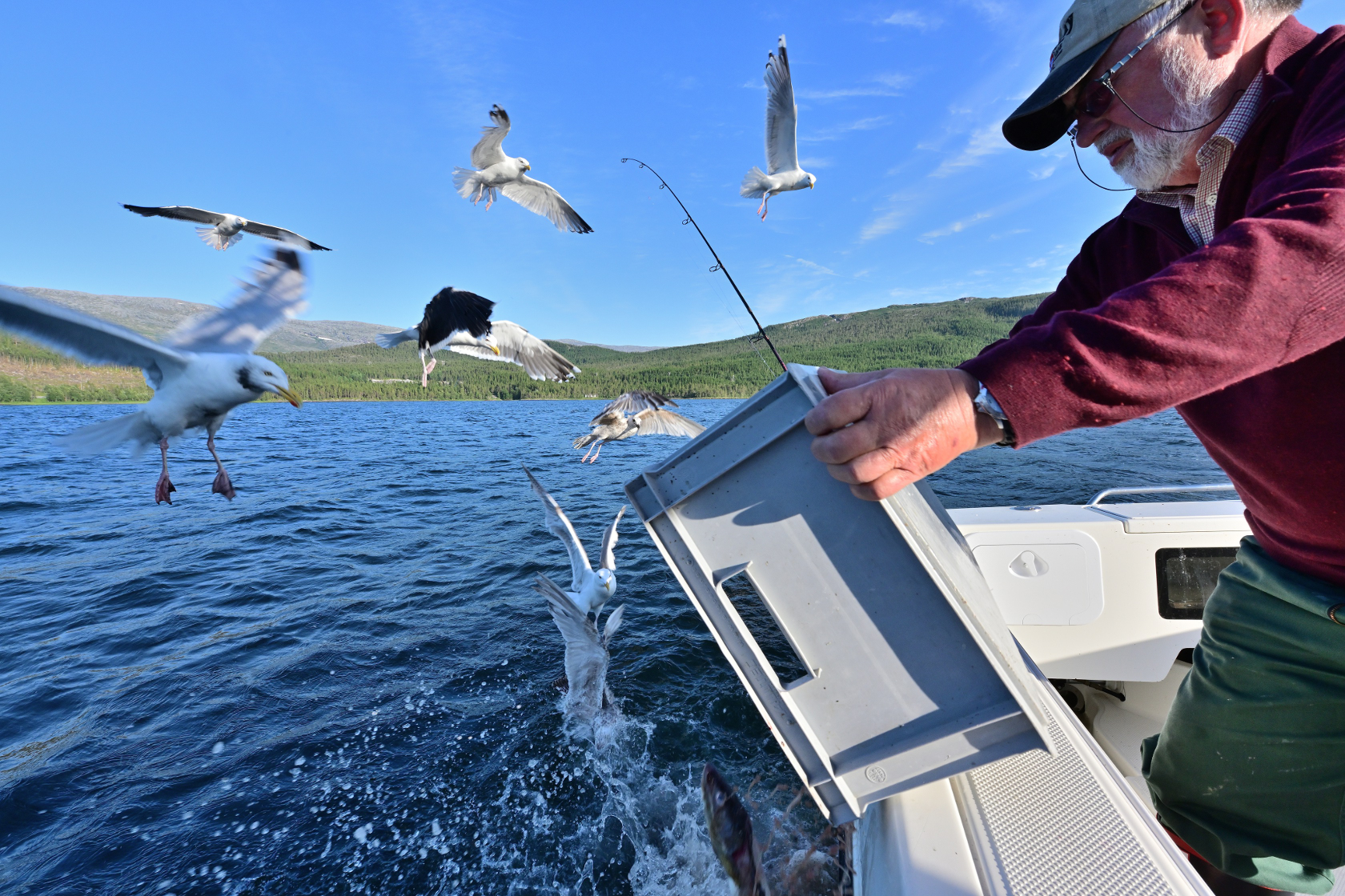Fischabfall für die Möwen