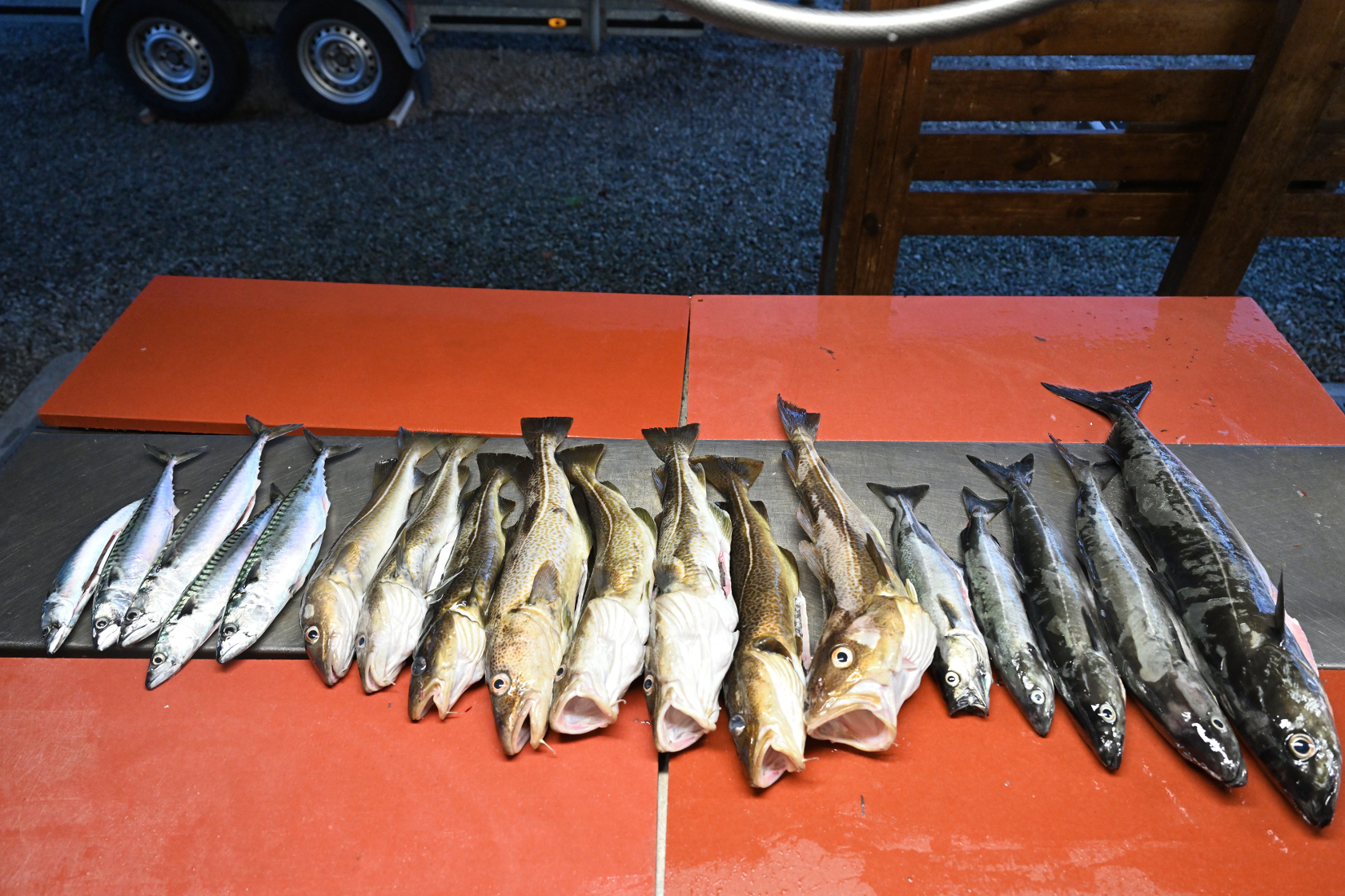 Fünf Makrelen, acht Dorsche und fünf Seelachse