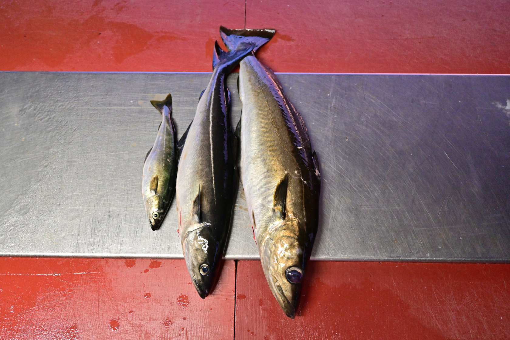 Der magere Fang von Dietmar und mir