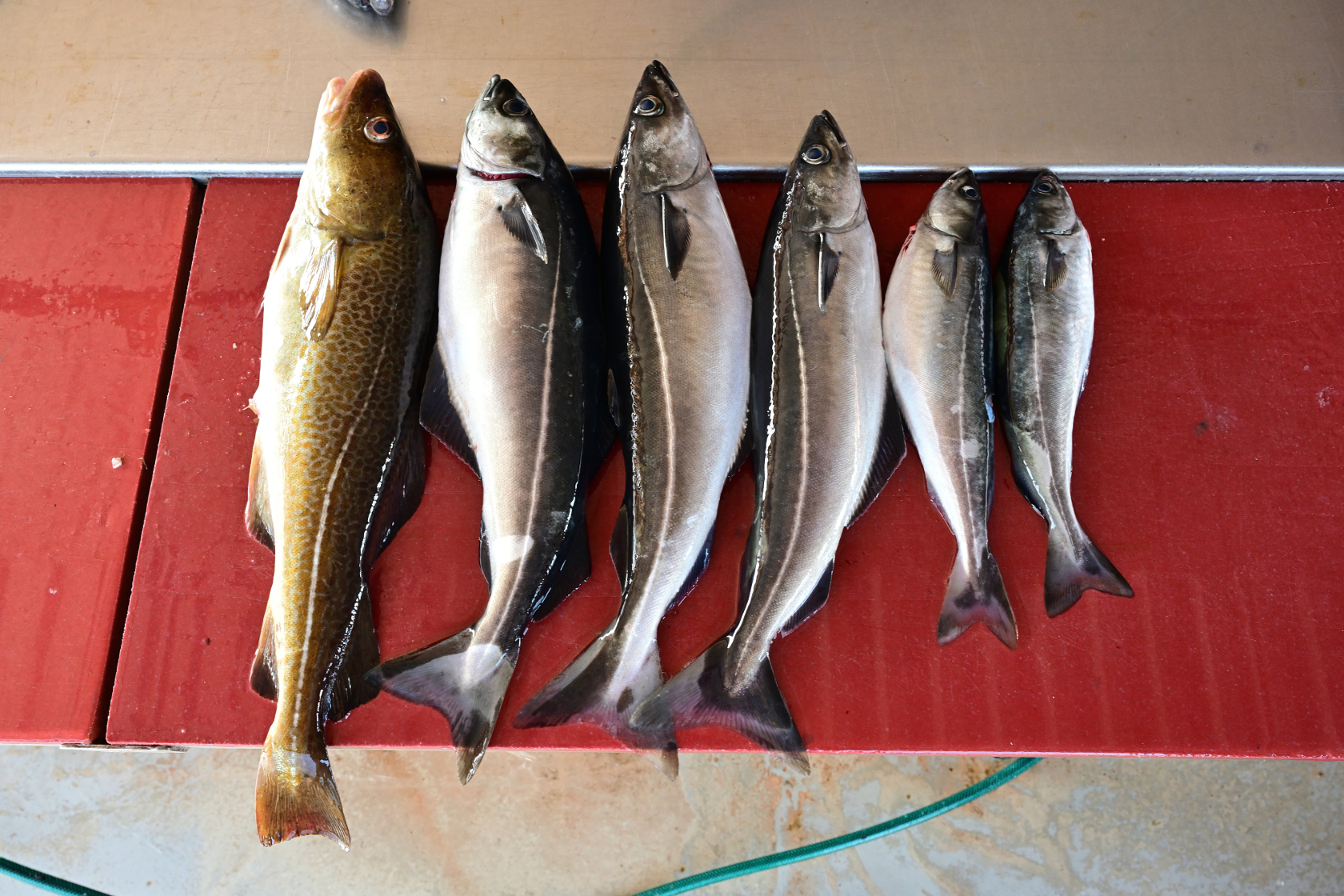 Der Fang von Wolli: 1 Dorsch, 5 Seelachse