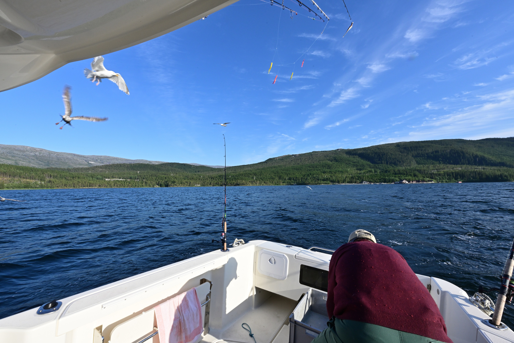 Fischabfall für die Möwen