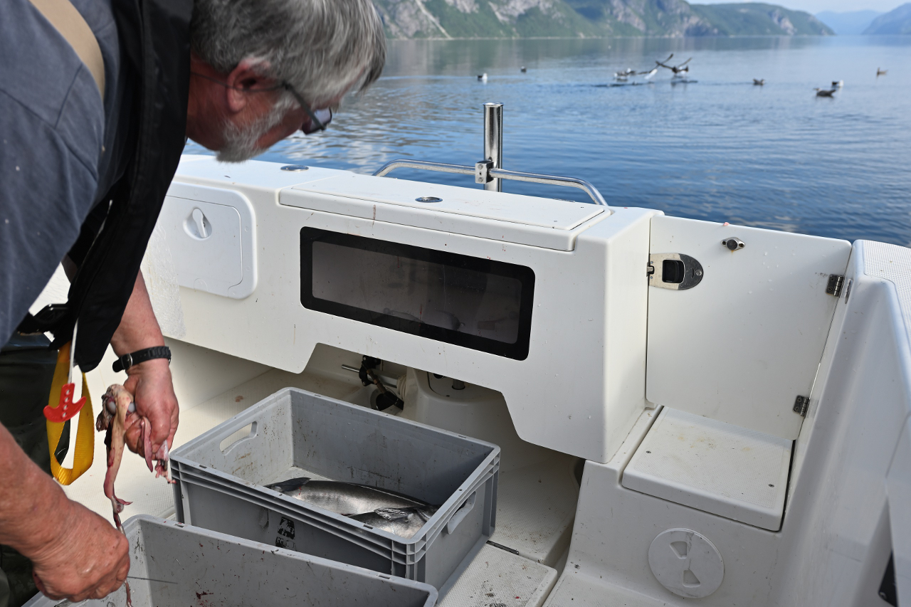 Mit den Innereien füttert er die Möven