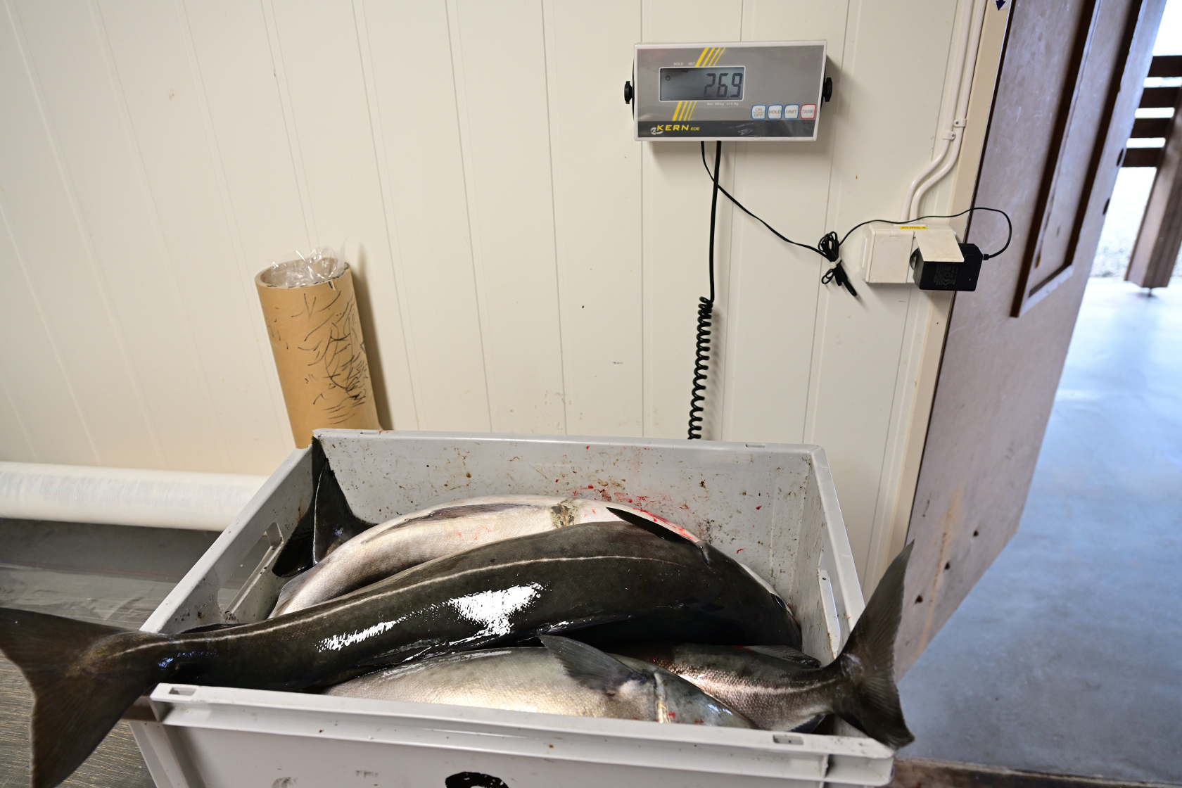 26,9 kg - 1,7 kg (für die Kiste) ergeben 25,2 kg Fisch